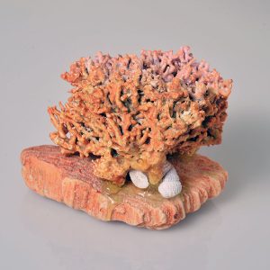 Natural Coral on Coral Base
