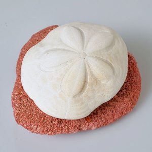 Sand Dollar on Coral Bed