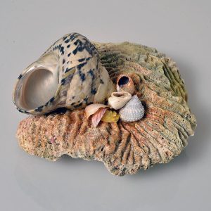 Whelk Shell on Coral with Sea Shell Cluster